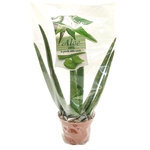 ALOE VERA Ø 10,5 WITH PLASTICA TRANSPARENT BAG - TRAY 8 PCS (SUCCULENTEN)