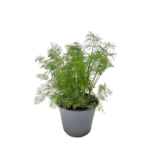 Anethum graveolens