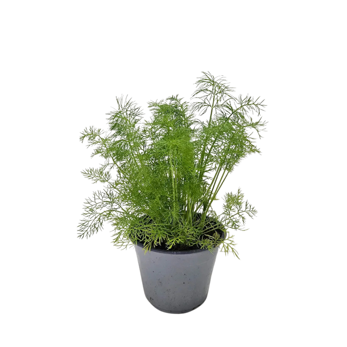 <h4>Anethum graveolens</h4>