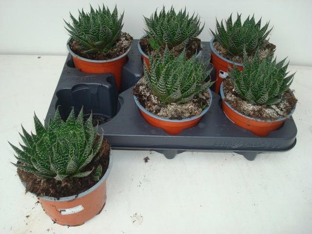 <h4>ALOE ARISTATA</h4>
