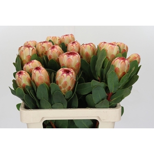 Protea Grandicolor