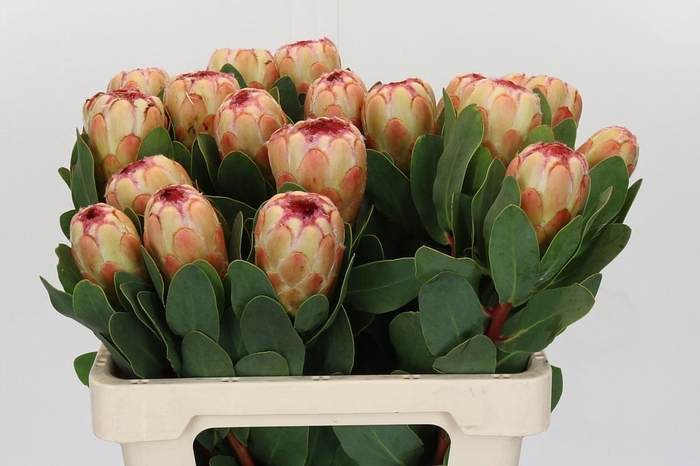 <h4>Protea Grandicolor</h4>