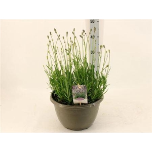 ** Lavan An Munstead * Spring Deal *