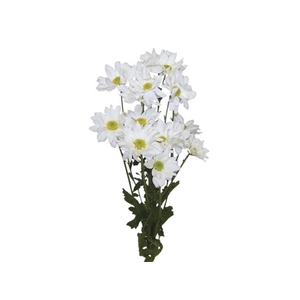 CRISANTEMO WHITE REAGAN 080 CM