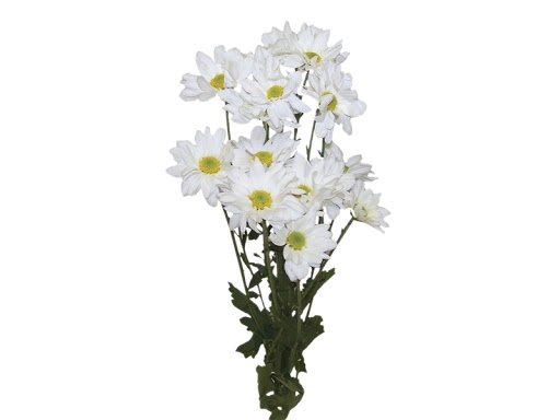 <h4>CRISANTEMO WHITE REAGAN 080 CM</h4>