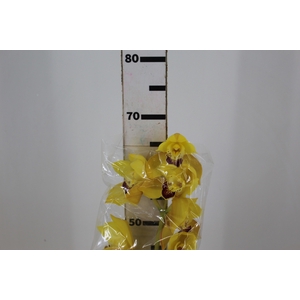 CYMBIDIUM HT 5/9 FLS AMARELO