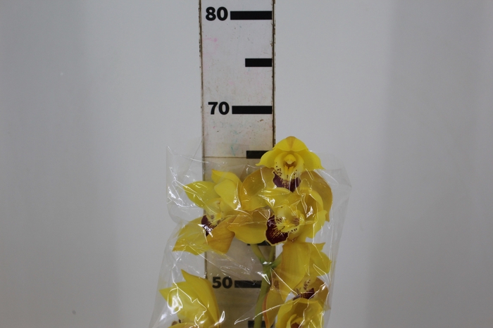 <h4>CYMBIDIUM HT 5/9 FLS AMARELO</h4>