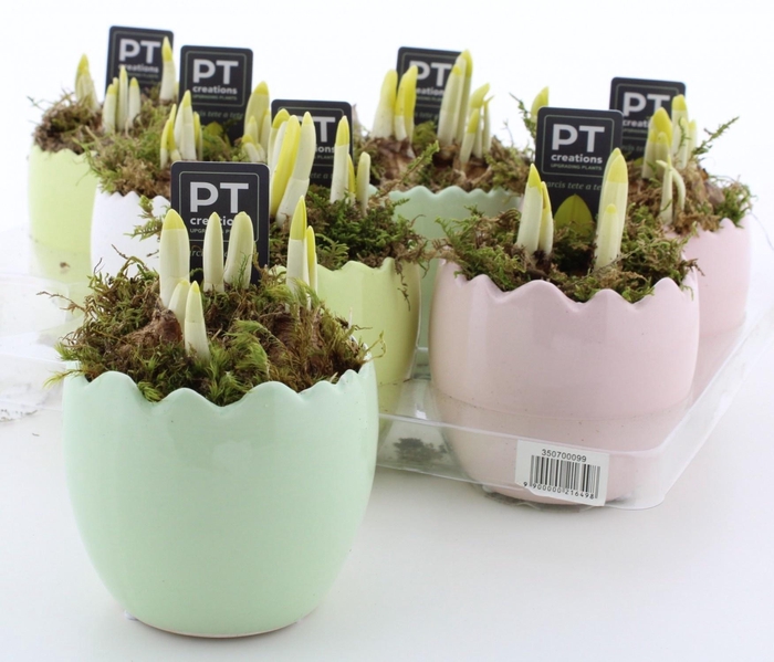 <h4>ARR N TETE A TETE</h4>