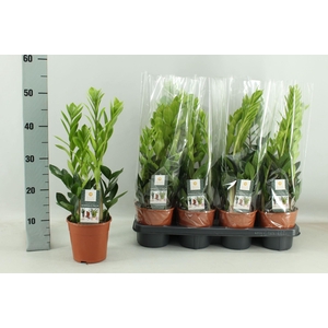 Zamioculcas zamiifolia