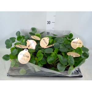 Pilea peperomoides