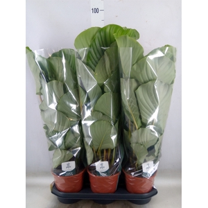 Calathea orbifolia