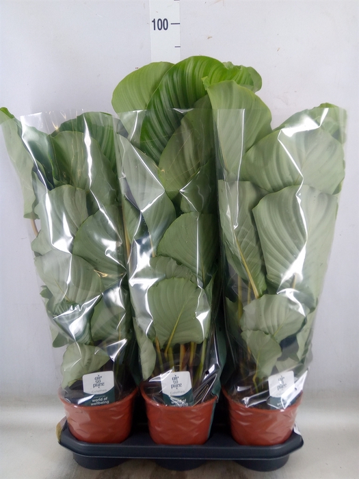 <h4>Calathea orbifolia</h4>