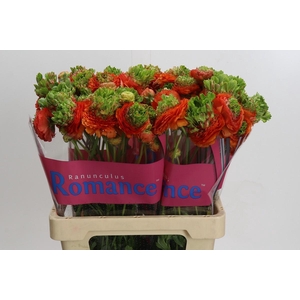 Ranunculus Romance Crown Nervion