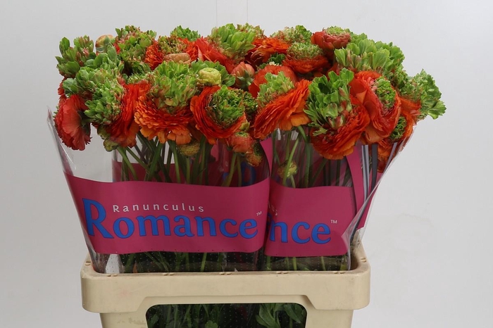 <h4>Ranunculus Romance Crown Nervion</h4>