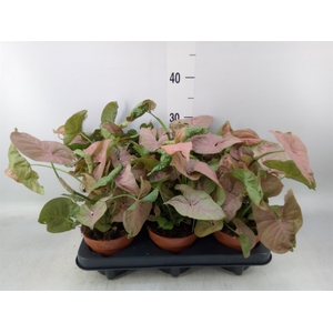 Syngonium podop.