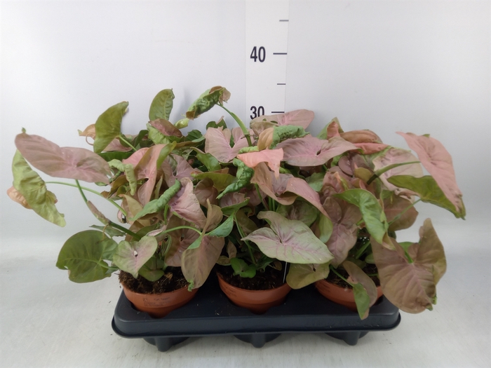 <h4>Syngonium podop.</h4>