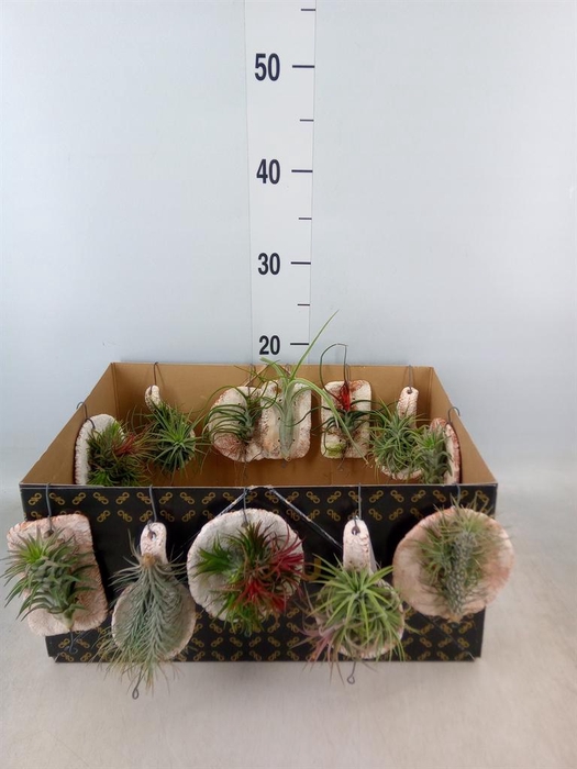 <h4>Tillandsia ionantha</h4>