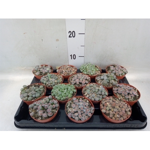 Lithops spp.