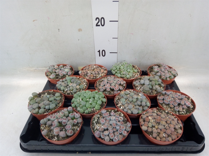 <h4>Lithops spp.</h4>