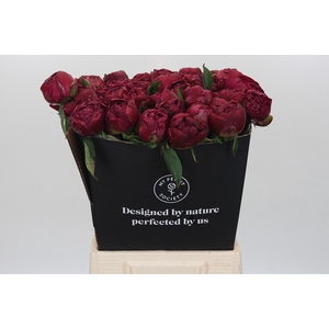 Paeonia Paul M. Wild