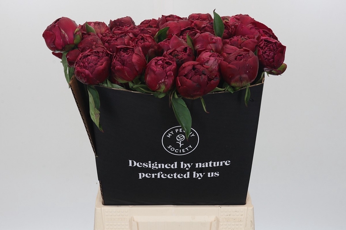 <h4>Paeonia Paul M. Wild</h4>