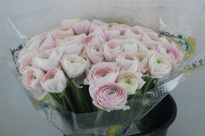 <h4>Ran Cloni Ex Hanoi</h4>