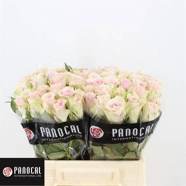 <h4>R GR PINK ATHENA</h4>