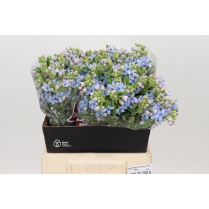 OXY CO TAN PURE BLU