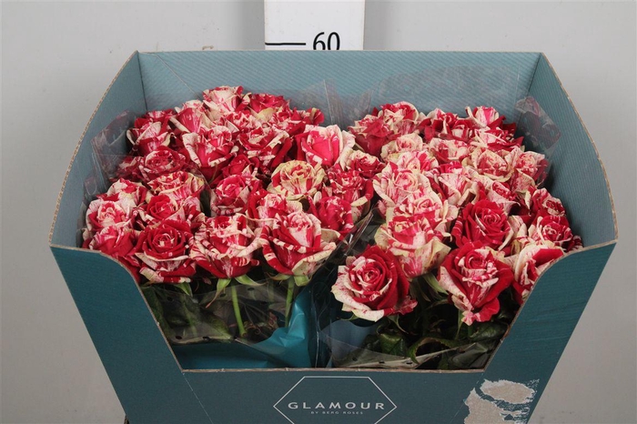 <h4>R Gr Harlequin</h4>