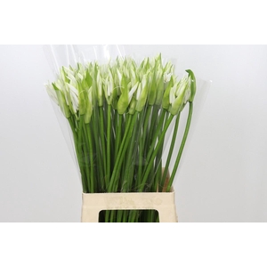 Nerine Adele