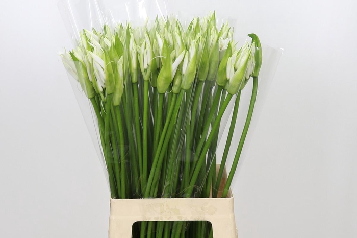 <h4>Nerine Adele</h4>