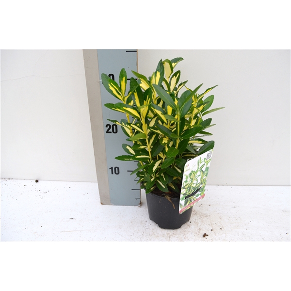 <h4>Euonymus japonicus Gold Queen</h4>