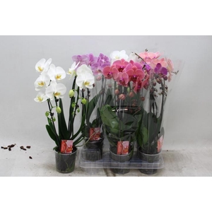 PHAL EL CASCADE