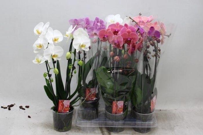 <h4>PHAL EL CASCADE</h4>