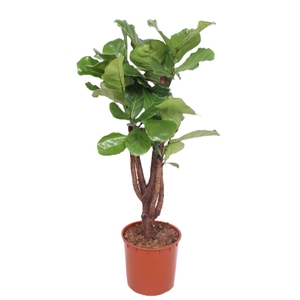 Ficus lyrata