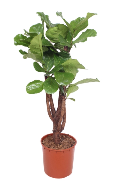 Ficus lyrata