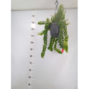 Aeschynanthus  'Twister XL'