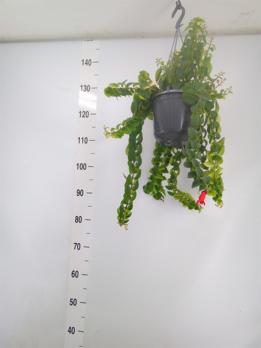 <h4>Aeschynanthus  'Twister XL'</h4>