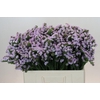 Limonium Donau Birds
