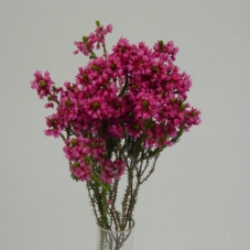 Kaaps Groen Erica Cordifolia