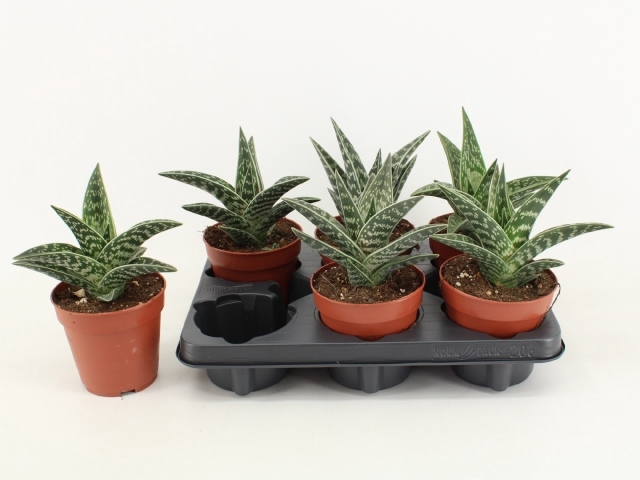 <h4>ALOE VARIEGATA</h4>