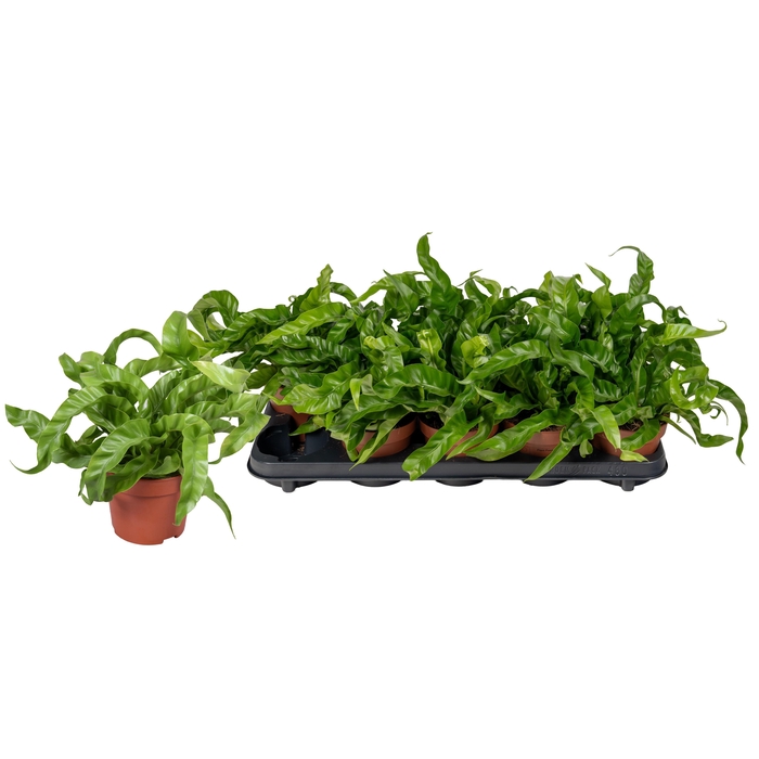 <h4>Asple Ant Hurricane</h4>