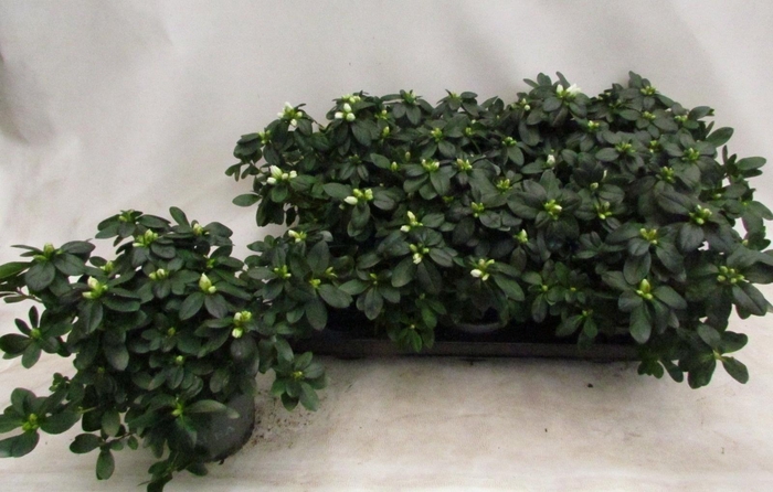 Rhodo Si Witte Vogel