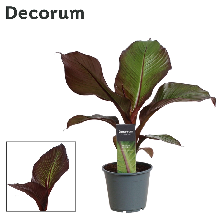 <h4>Ensete Maurelli Red Banana (Decorum)</h4>