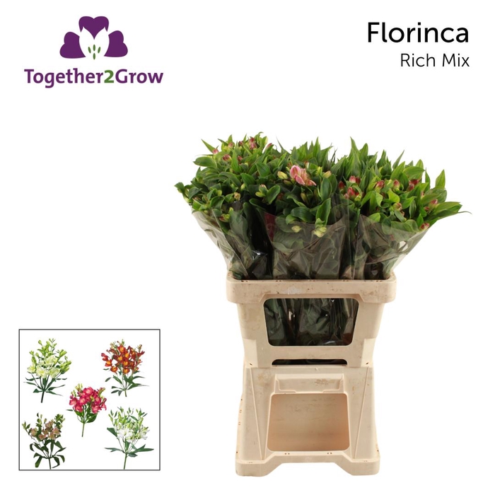 <h4>Alstr Florinca Mix In Bucket T2G</h4>