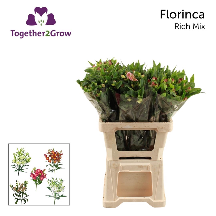 <h4>ALST FL GEM I FUST</h4>