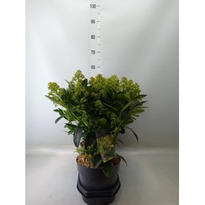 Skimmia jap. 'Finchy'