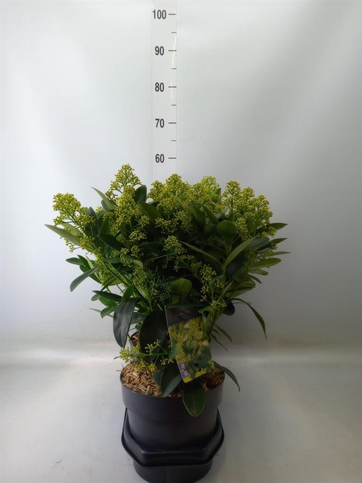 <h4>Skimmia jap. 'Finchy'</h4>