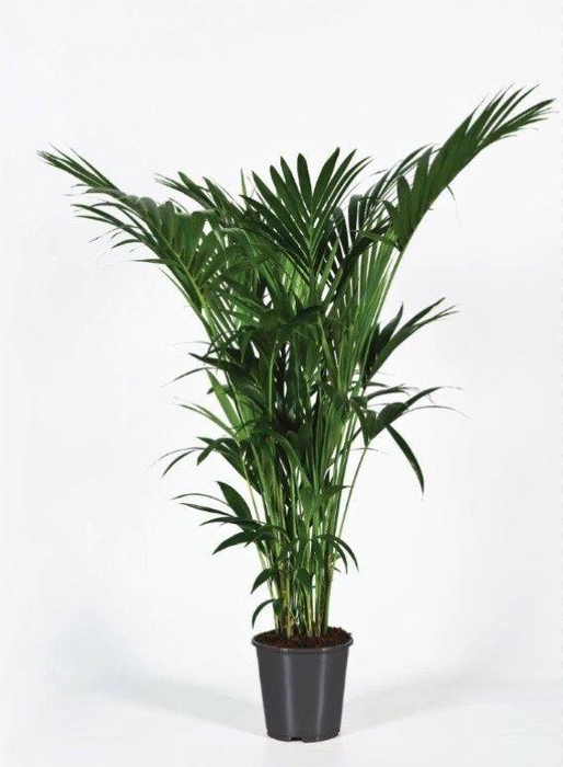 <h4>Howea forsteriana 170cm (Kentia)</h4>