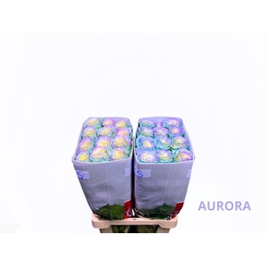 R GR SWEET AURORA BOREAL